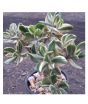 iShopping - Husmah Variegated Jade Succulent Seeds