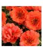 iShopping - Husmah Sun Flower Gul e Dopher Orange Flower Seeds