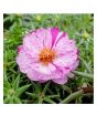 iShopping - Husmah Sun Flower Gul e Dopher Pink Dragon Flower Seeds