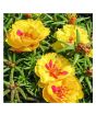iShopping - Husmah Sun Flower Gul e Dopher Yellow Flower Seeds