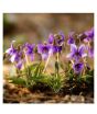 iShopping - Husmah Virgo Venta Flower Seeds