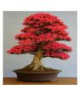 iShopping - Husmah Red Spruce Sakura Tree Seeds