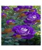 iShopping - Husmah Rose Blue Bi-Color Rose Flower Seeds