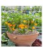 iShopping - Husmah Capsicum Yellow Vegetable Seeds