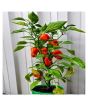iShopping - Husmah Capsicum Red Vegetable Seeds
