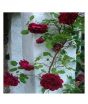 iShopping - Husmah Climbing Rose Dark Maroon Flower Seeds