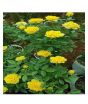 iShopping - Husmah Rose Yellow Flower Seeds