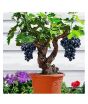 iShopping - Husmah Dwarf Grapes Tree Seeds