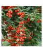 iShopping - Husmah Goji Berry Fruit Tree Seeds