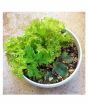 iShopping - Husmah Lettuce Salad Pata Vegetable Seeds