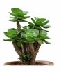 iShopping - Husmah Rare Tatari Succulent Seeds