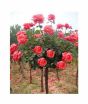 iShopping - Husmah Rose Orange Tree Seeds