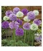 iShopping - Husmah Allium White & Purple Mix Seeds