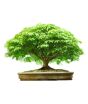 iShopping - HusMah American Green Maple Seeds