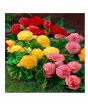 iShopping - HusMah Begonia Flower Seeds- Red Yellow & Pink