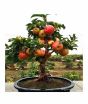 iShopping - HusMah Bonsai Apple Tree Seeds