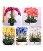 iShopping - HusMah Bonsai Phalaenopsis Orchid Mix