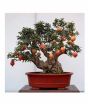iShopping - HusMah Bonsai Pomegranate Seeds