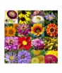 iShopping - Diy Store Spring Summer Mix Flower Seeds Pack Of 20