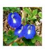 iShopping - Diy Store Butterfly Pea Blue Creeper Summer Seeds