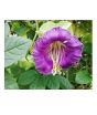 iShopping - Diy Store Cobaea Scandens Summer Seeds