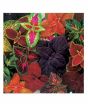 iShopping - Diy Store Coleus Rainbow Mix Plant Seeds (0052)