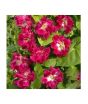 iShopping - Diy Store Glory Ruffled Red Creeper Summer Seeds