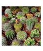 iShopping - Diy Store Mix Varieties Fresh Cactus Seeds (0048)