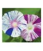 iShopping - Diy Store Morning Glory Arlequin Summer Seeds