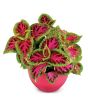 iShopping - Diy Store Coleus Dwarf Fairway Plant Seeds