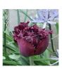 iShopping - HusMah Fringed Tulip Seeds Maroon