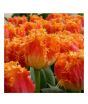 iShopping - HusMah Fringed Tulip Seeds Orange