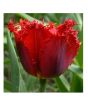 iShopping - HusMah Fringed Tulip Seeds Red