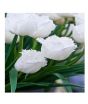 iShopping - HusMah Fringed Tulip Seeds White