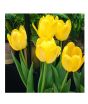 iShopping - HusMah Fringed Tulip Seeds Yellow