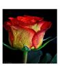 iShopping - HusMah American Rare Yellow & Red Rose Seeds