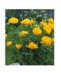 iShopping - HusMah Beautiful Bonsai California Poppy Seeds