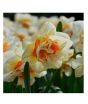 iShopping - HusMah Beautiful Narcissus Flower Balcony Plant Seeds White Orange