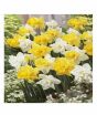 iShopping - HusMah Beautiful Narcissus Flower Balcony Plant Seeds Yellow White Mix