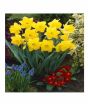 iShopping - HusMah Beautiful Narcissus Flower Balcony Plant Seeds Yellow