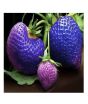 iShopping - HusMah Big Giant Blue Strawberry Seeds Four Season