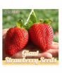 iShopping - HusMah Big Giant Strawberry Seeds Four Season