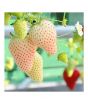 iShopping - HusMah Big Giant White Strawberry Seeds Four Season