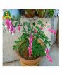iShopping - HusMah Bleeding Heart Flower Seeds Pink