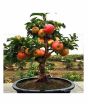 iShopping - HusMah Bonsai Apple Fruit Tree Seeds