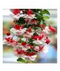 iShopping - HusMah Bonsai Fuchsia Perennial Flowering Plants Seeds