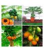 iShopping - HusMah Bonsai Papaya Tree Seeds