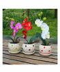 iShopping - HusMah Bonsai Phalaenopsis Orchid White Red Purple
