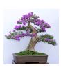 iShopping - HusMah Bonsai Seeds Japanese Lilac Seeds Extremely Fragrant