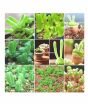 iShopping - HusMah Bonsai Succulents Monilaria Obconica Bunny Rabbit Shape